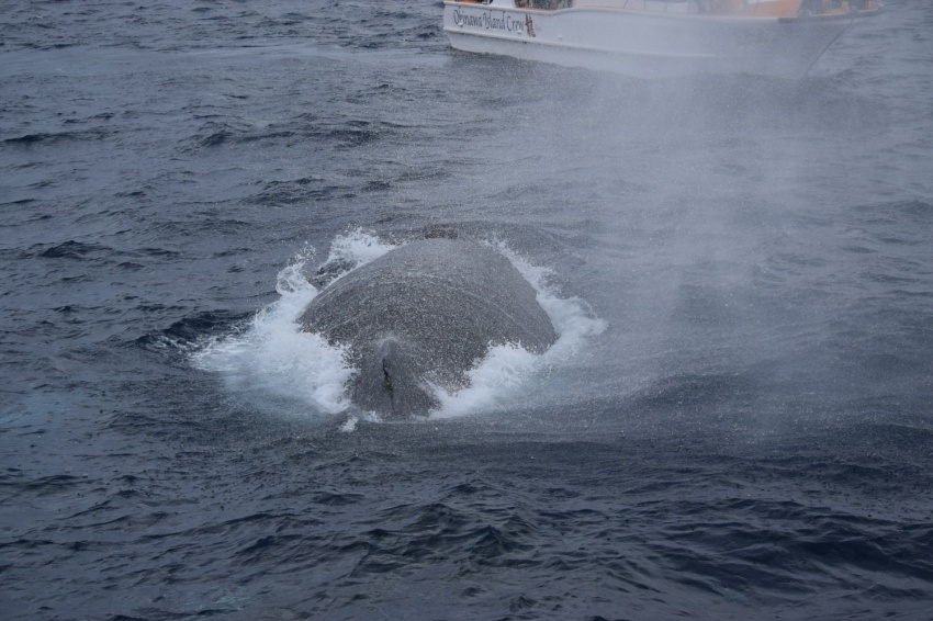 ホエールウォッチング最盛期突入？🐋【沖縄マリンスポーツ専門店★水納島マーメイド】